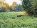 Brown goat grazing on a green meadow Royalty Free Stock Photo