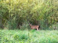 Brown goat grazing on a green meadow Royalty Free Stock Photo