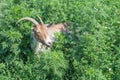 Brown goat grazing in a meadow Royalty Free Stock Photo
