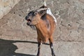 A brown goat with horns opened his mouth and bleats into the camera. Close-up