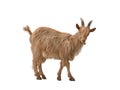 Brown goat isolated on white Royalty Free Stock Photo