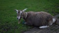 Brown goat lies on a farmer\'s meadow, domestic mammals, agriculture. Livestock, green grass Royalty Free Stock Photo