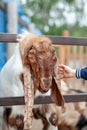 A brown goat with long ears looks over the fence and people feed it. Royalty Free Stock Photo