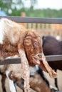 A brown goat with long ears looks over the fence and people feed it. Royalty Free Stock Photo