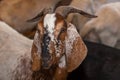 Brown and white goats Royalty Free Stock Photo