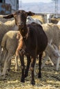 Brown goat looking at the camera