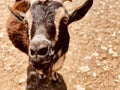 Brown goat at a petting zoo