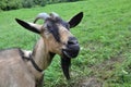 Brown goat on the meadow Royalty Free Stock Photo