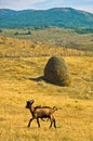 Brown goat on a meadow at summer sunny day, Pester plateau Royalty Free Stock Photo