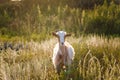 Brown goat on pasture in field in sunset Royalty Free Stock Photo