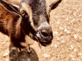 Brown goat at a petting zoo