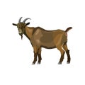 Brown goat standing