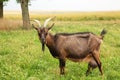 Brown goat on summer meadow with copy space Royalty Free Stock Photo