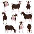 Brown goat various pose set Royalty Free Stock Photo