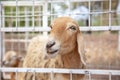 Brown goat waiting for feeding food in cage Royalty Free Stock Photo