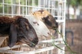 Brown goat waiting for feeding food in cage Royalty Free Stock Photo