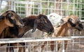 Brown goat waiting for feeding food in cage Royalty Free Stock Photo
