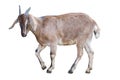 Brown goat on white