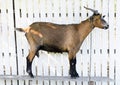 Brown goat on a white wooden fence, looking forward