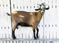 Brown goat on a white wooden fence, looking towards camera