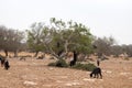 Brown goats climbing in argan trees to eat Morocco Essaouira