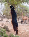 Brown goats climbing in argan trees to eat Morocco Essaouira