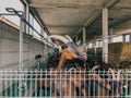 Brown goats peeking out from behind a fence in a stall at a farm