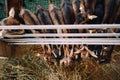 Brown goats stand in a row and eat hay leaning out from behind the fence. Top view