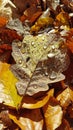 Brown golden autumn leaf with drops of water on the surface Royalty Free Stock Photo