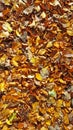 Brown and golden autumn leafs on the forest floor Royalty Free Stock Photo
