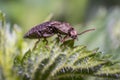 brown golden beetle in nature season meadows