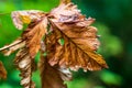 Brown golden dead autumn leaf hanging