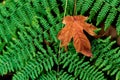 Brown golden dead fallen autumn leaf with fern