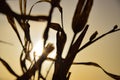 Brown and golden details of a plant or reed in front of the golden sky in the evening during sunset Royalty Free Stock Photo