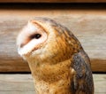 Brown and golden owl perched s Royalty Free Stock Photo