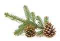 Brown and golden pine cone, fir branch isolated on white background Royalty Free Stock Photo