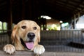 Brown golden retreiver dog stood and wait over cage