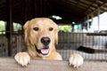 Brown golden retreiver dog stood and wait over cage