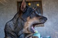 Brown golden retriever dog sit relaxing and yawn Royalty Free Stock Photo