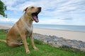 Brown golden retriever dog sit relaxing and yawn on beach with green grass