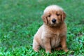 Brown Golden retriever puppy sitting outdoors