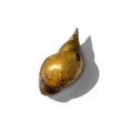 Brown-golden shell of a pond snail closeup, isolated on white background Royalty Free Stock Photo