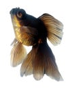 Brown Goldfish on White Royalty Free Stock Photo