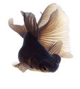 Brown Goldfish on White Royalty Free Stock Photo