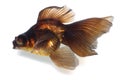 Brown Goldfish on White With Shade Royalty Free Stock Photo