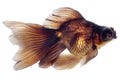 Brown Goldfish on White Without Shade Royalty Free Stock Photo