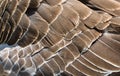 Brown goose feathers texture motif pattern Royalty Free Stock Photo