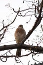 Brown Goshawk, Accipiter nisus, single bird on branch, side pose