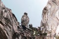 Brown Goshawk chicks