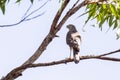Brown Goshawk in Queensland Australia
